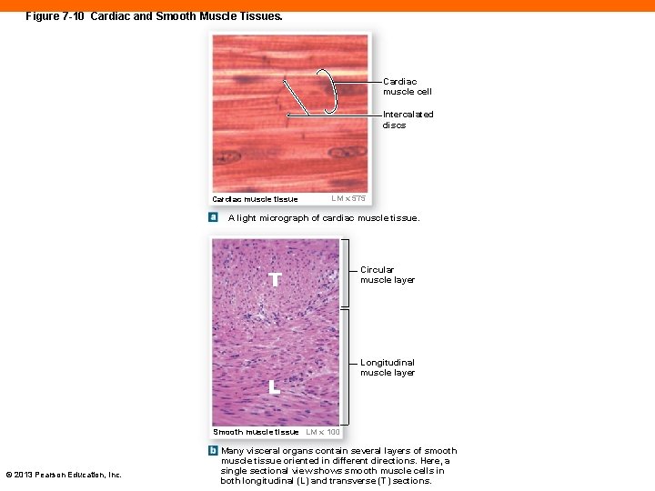 Figure 7 -10 Cardiac and Smooth Muscle Tissues. Cardiac muscle cell Intercalated discs Cardiac