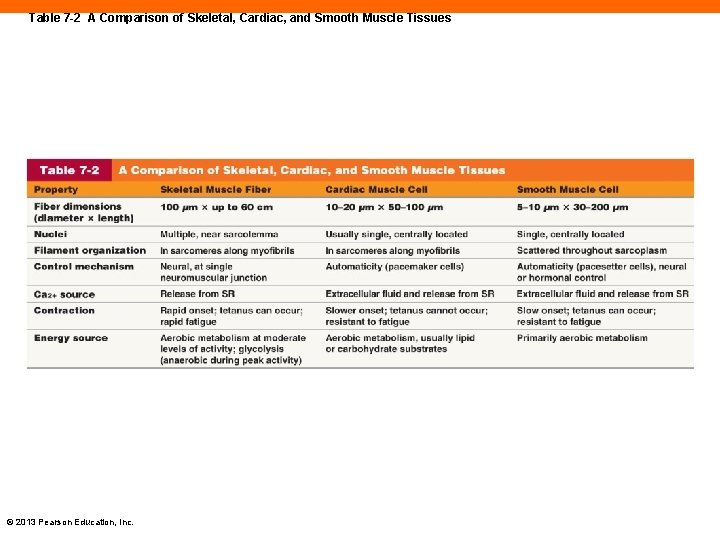 Table 7 -2 A Comparison of Skeletal, Cardiac, and Smooth Muscle Tissues © 2013