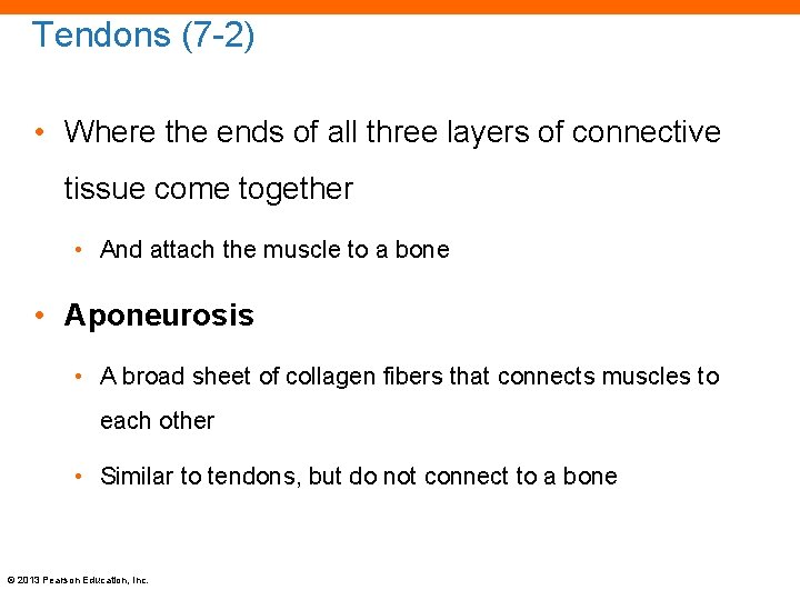 Tendons (7 -2) • Where the ends of all three layers of connective tissue