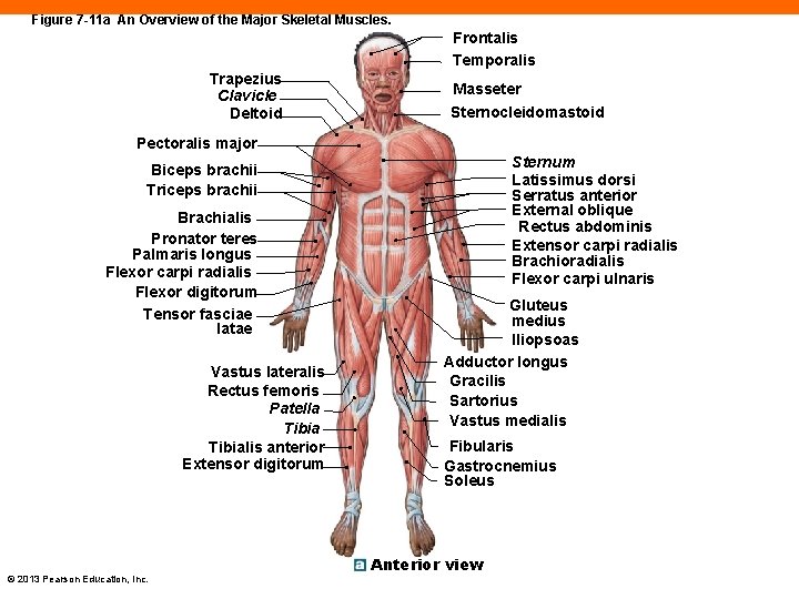 Figure 7 -11 a An Overview of the Major Skeletal Muscles. Frontalis Temporalis Trapezius