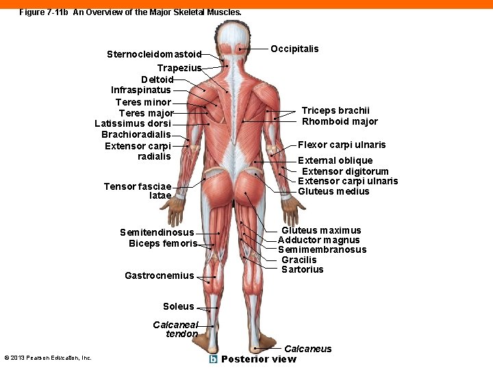 Figure 7 -11 b An Overview of the Major Skeletal Muscles. Sternocleidomastoid Trapezius Deltoid