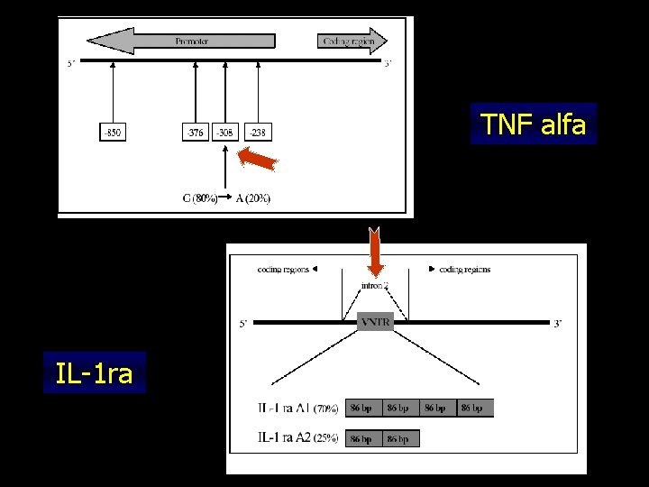 TNF alfa IL-1 ra 