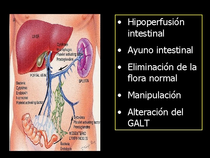  • Hipoperfusión intestinal • Ayuno intestinal • Eliminación de la flora normal •