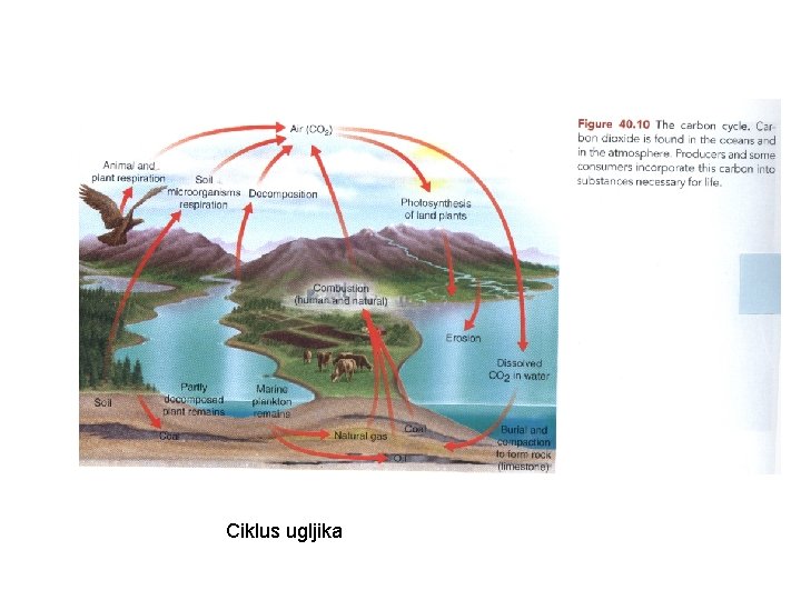 Ciklus ugljika 