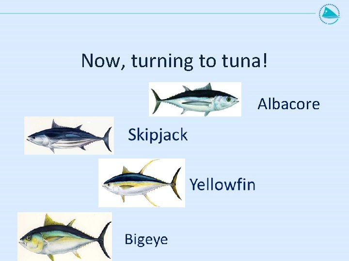 Now, turning to tuna! Albacore 