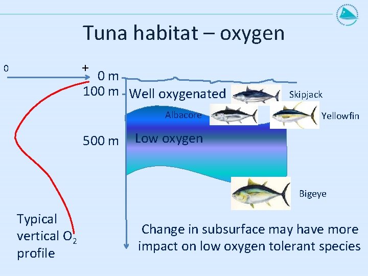Tuna habitat – oxygen + 0 0 m 100 m Well oxygenated Albacore 500