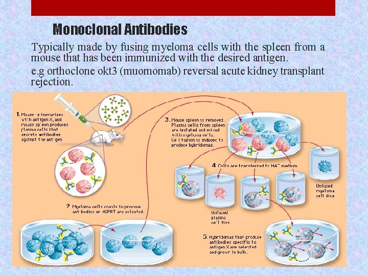 Monoclonal Antibodies Typically made by fusing myeloma cells with the spleen from a mouse