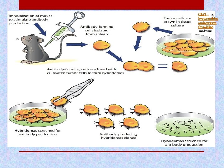 (HAT hypoxanthineaminopterinthymidine medium) 
