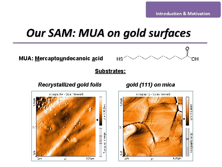 Introduction & Motivation Our SAM: MUA on gold surfaces MUA: Mercaptoundecanoic acid Substrates: Recrystallized