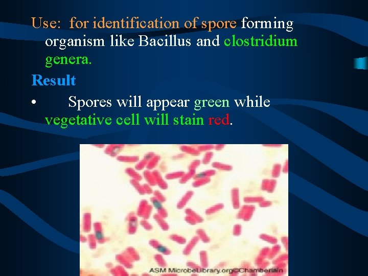 Use: for identification of spore forming organism like Bacillus and clostridium genera. Result •