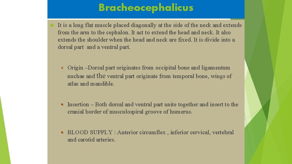 Bracheocephalicus It is a long flat muscle placed diagonally at the side of the