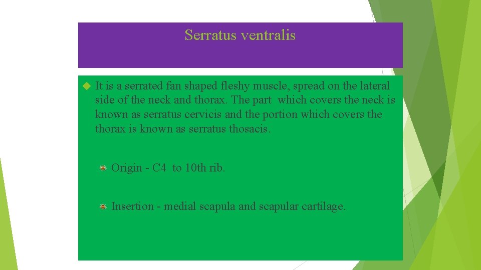 Serratus ventralis It is a serrated fan shaped fleshy muscle, spread on the lateral