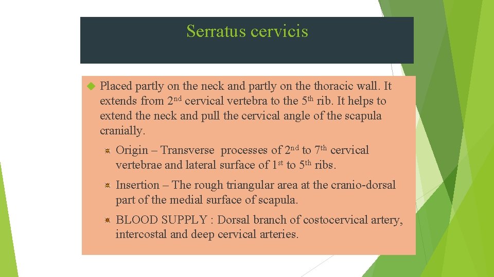 Serratus cervicis Placed partly on the neck and partly on the thoracic wall. It