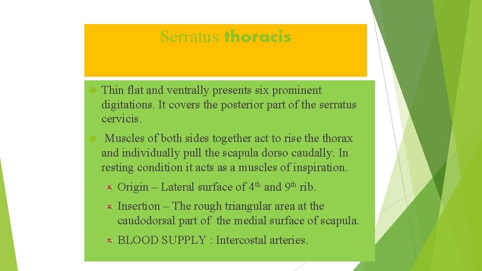 Serratus thoracis Thin flat and ventrally presents six prominent digitations. It covers the posterior