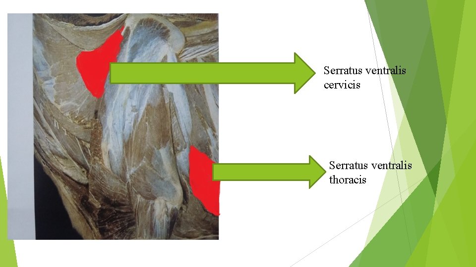 Serratus ventralis cervicis Serratus ventralis thoracis 
