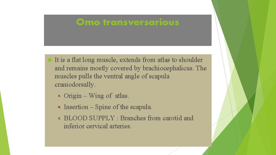 Omo transversarious It is a flat long muscle, extends from atlas to shoulder and
