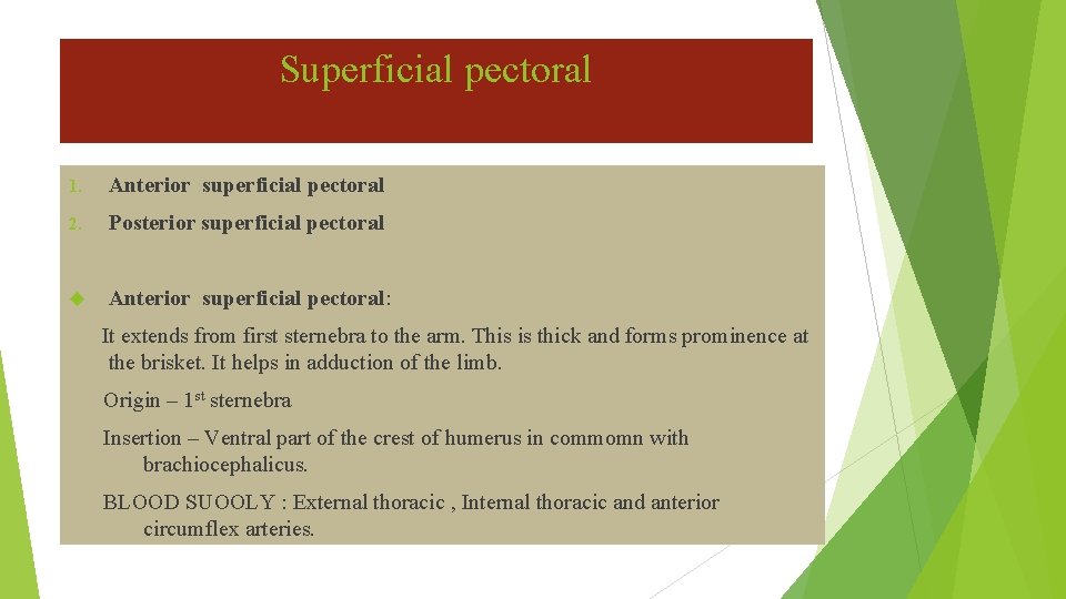 Superficial pectoral 1. Anterior superficial pectoral 2. Posterior superficial pectoral Anterior superficial pectoral: It