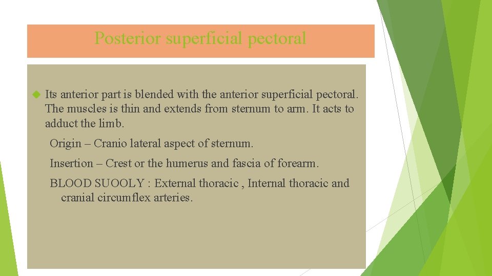 Posterior superficial pectoral Its anterior part is blended with the anterior superficial pectoral. The