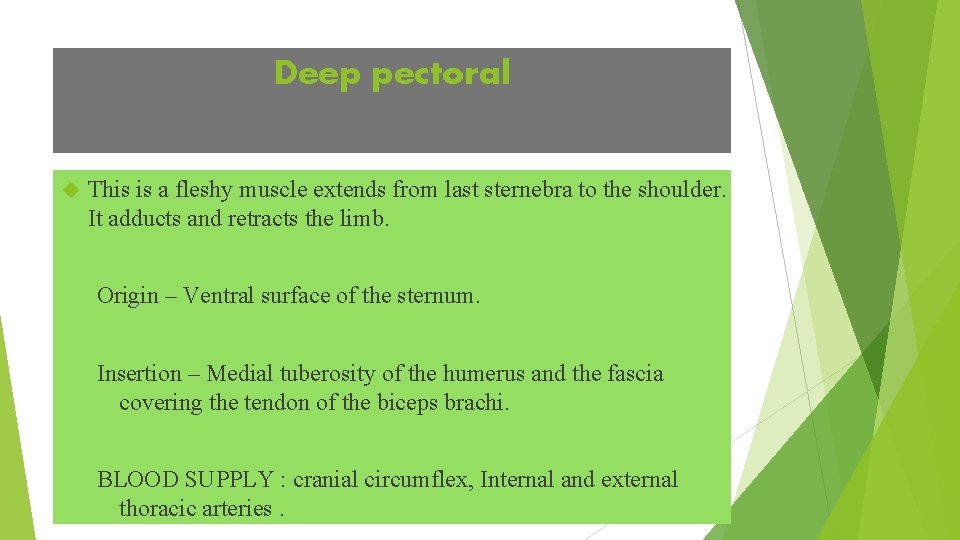 Deep pectoral This is a fleshy muscle extends from last sternebra to the shoulder.