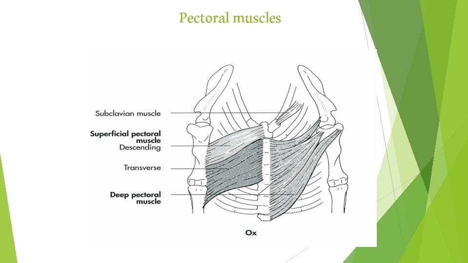 Pectoral muscles 