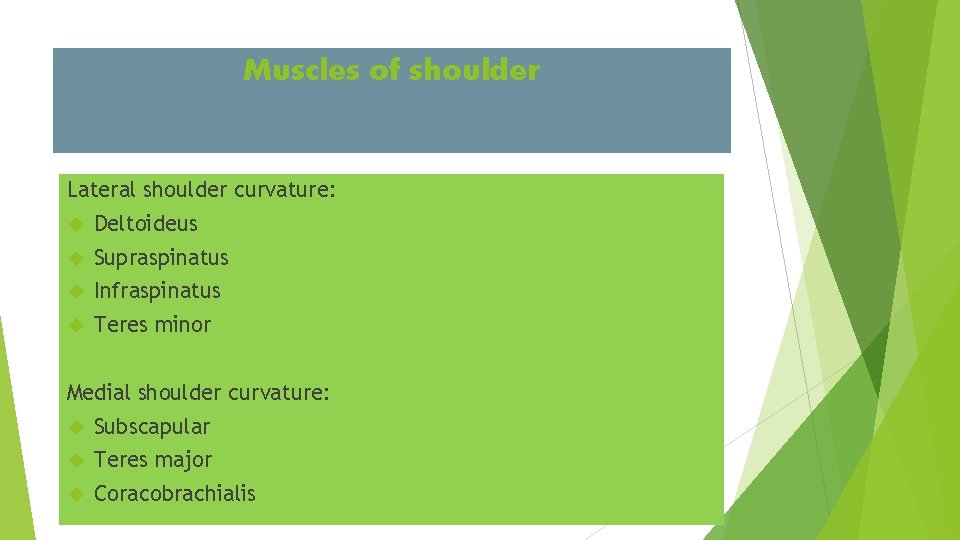 Muscles of shoulder Lateral shoulder curvature: Deltoideus Supraspinatus Infraspinatus Teres minor Medial shoulder curvature: