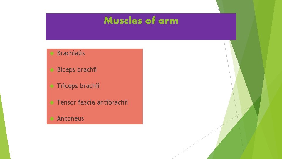 Muscles of arm Brachialis Biceps brachii Triceps brachii Tensor fascia antibrachii Anconeus 