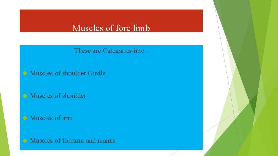 Muscles of fore limb These are Categaries into : Muscles of shoulder Girdle Muscles