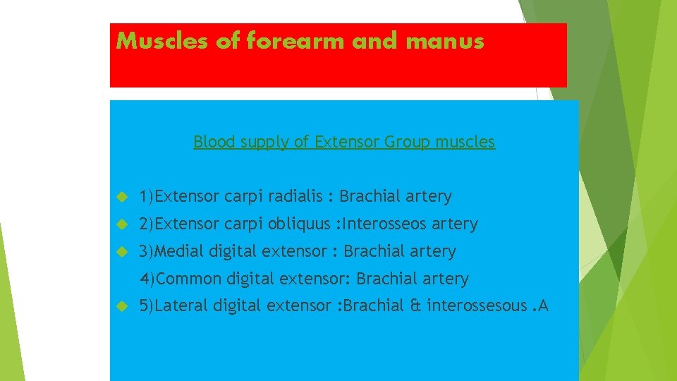 Muscles of forearm and manus Blood supply of Extensor Group muscles 1)Extensor carpi radialis