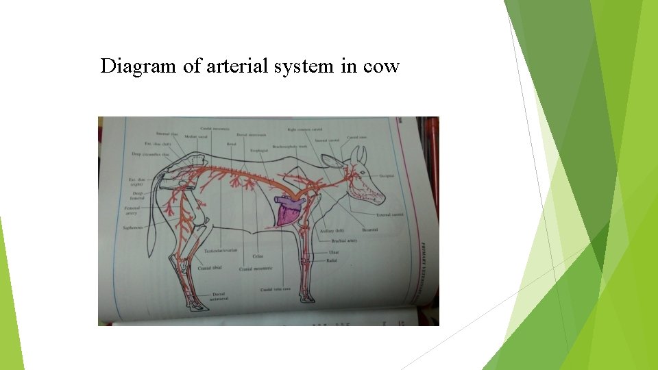 Diagram of arterial system in cow 