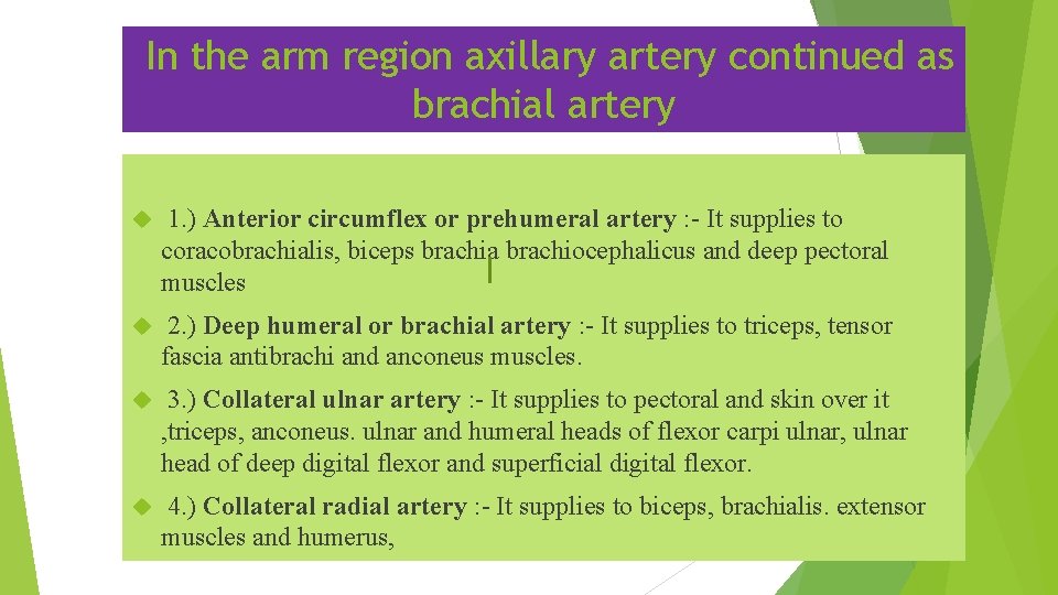 In the arm region axillary artery continued as brachial artery 1. ) Anterior circumflex