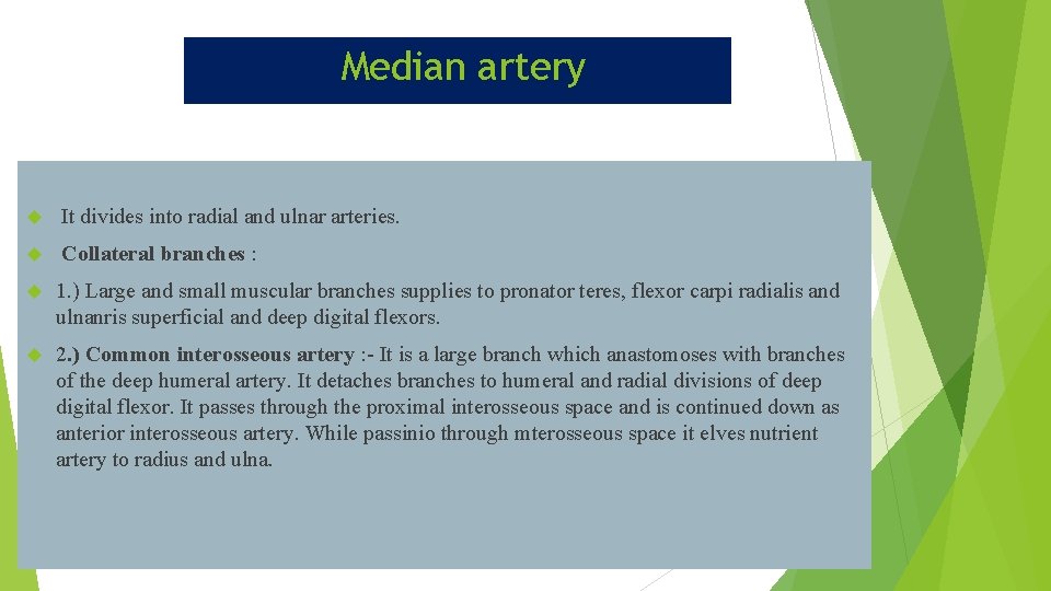 Median artery It divides into radial and ulnar arteries. Collateral branches : 1. )