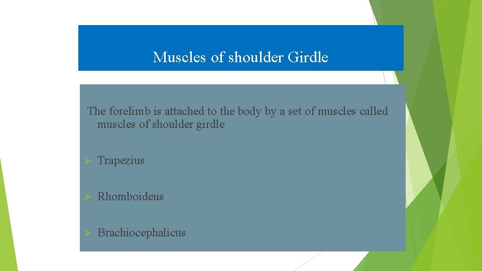 Muscles of shoulder Girdle The forelimb is attached to the body by a set