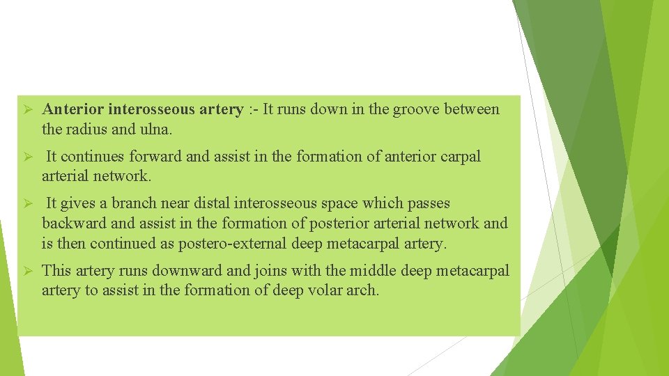 Ø Anterior interosseous artery : - It runs down in the groove between the