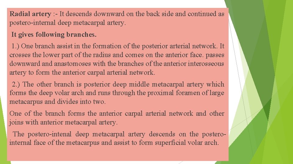 Radial artery : - It descends downward on the back side and continued as