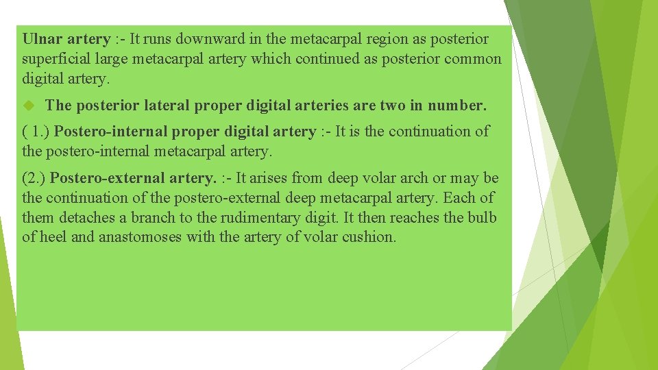 Ulnar artery : - It runs downward in the metacarpal region as posterior superficial