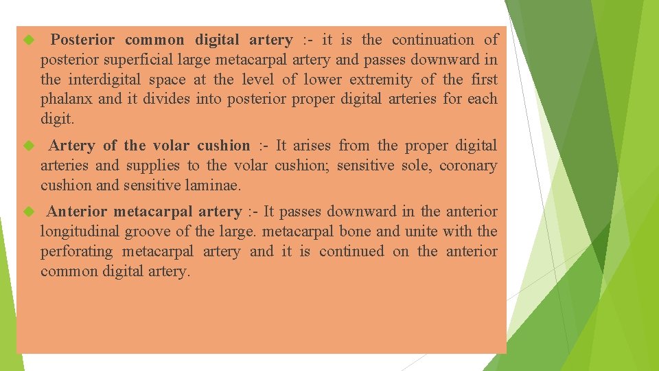  Posterior common digital artery : - it is the continuation of posterior superficial