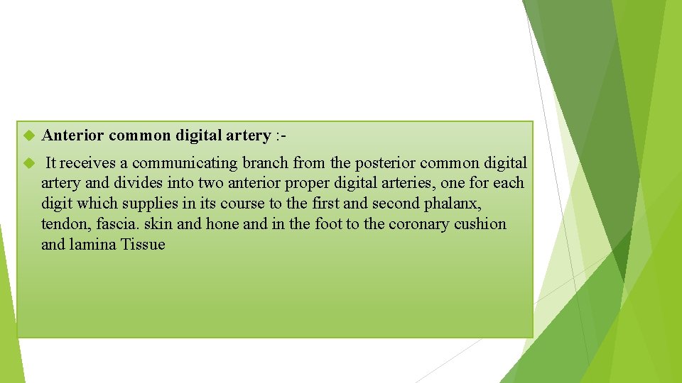  Anterior common digital artery : - It receives a communicating branch from the