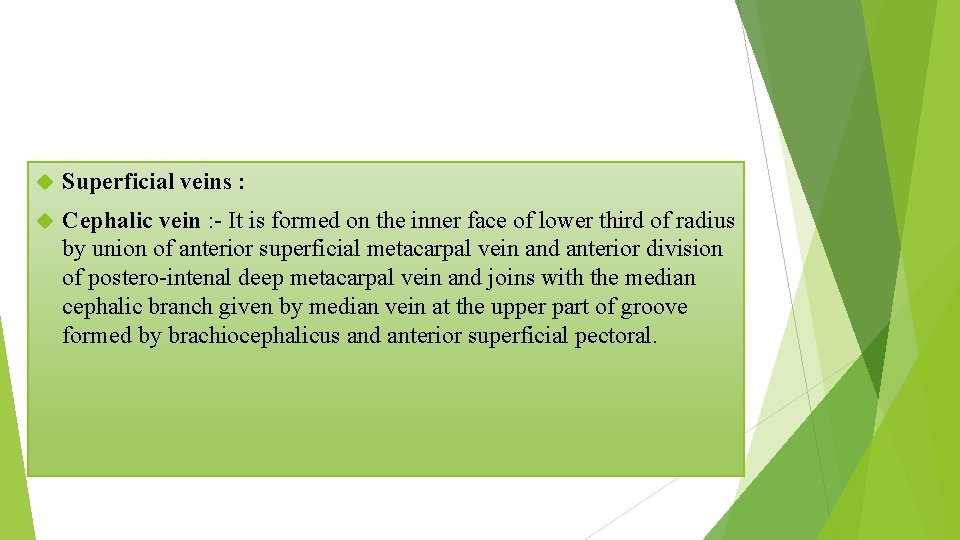  Superficial veins : Cephalic vein : - It is formed on the inner