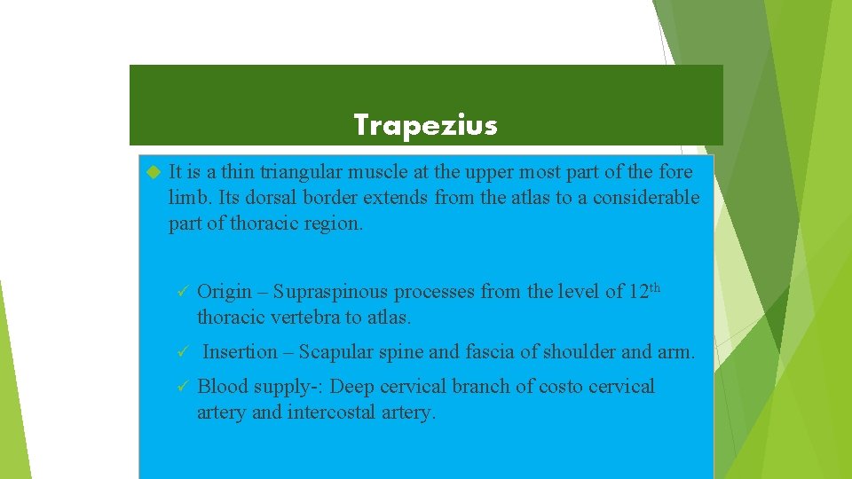 Trapezius It is a thin triangular muscle at the upper most part of the