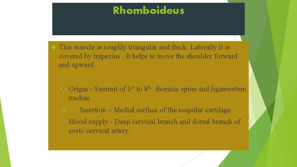 Rhomboideus This muscle is roughly triangular and thick. Laterally it is covered by trapezius.