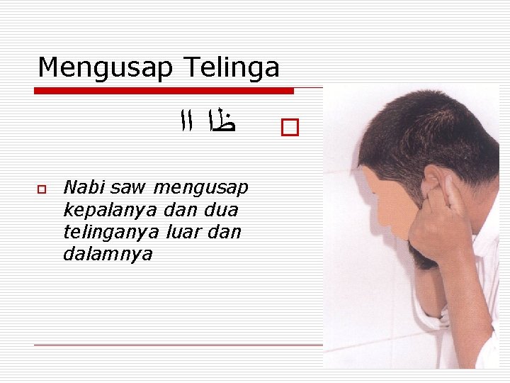 Mengusap Telinga ﻇﺍ ﺍﺍ o Nabi saw mengusap kepalanya dan dua telinganya luar dan