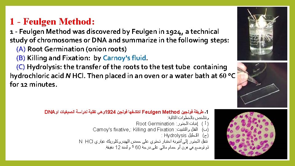 1 - Feulgen Method: 1 - Feulgen Method was discovered by Feulgen in 1924,