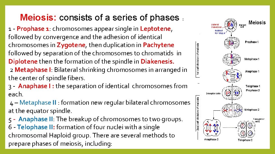 Meiosis: consists of a series of phases : 1 - Prophase 1: chromosomes appear