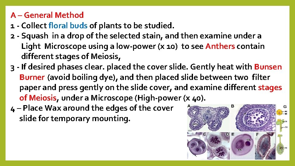 A – General Method 1 - Collect floral buds of plants to be studied.
