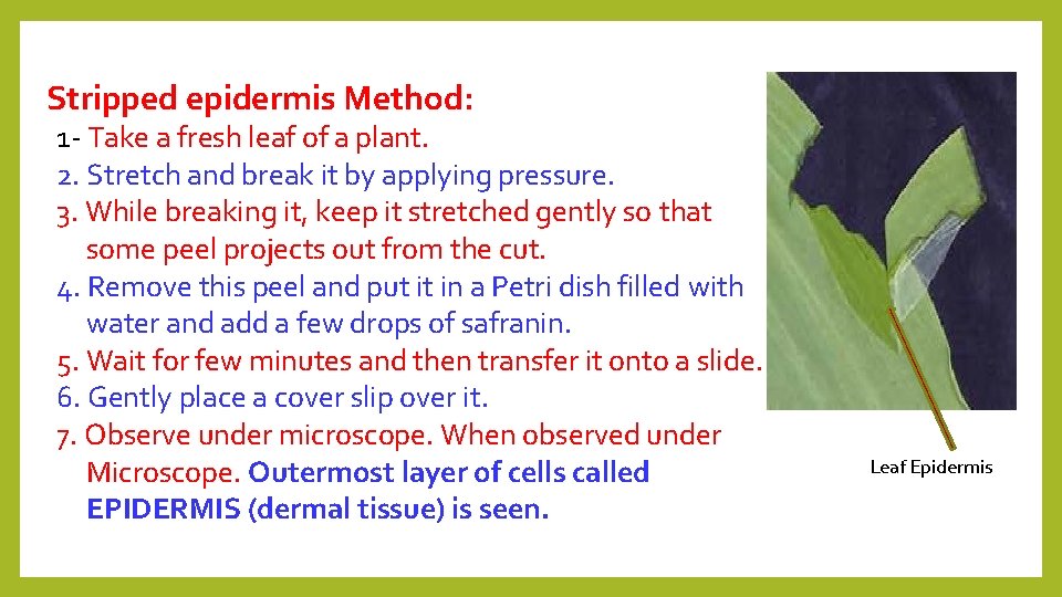 Stripped epidermis Method: 1 - Take a fresh leaf of a plant. 2. Stretch