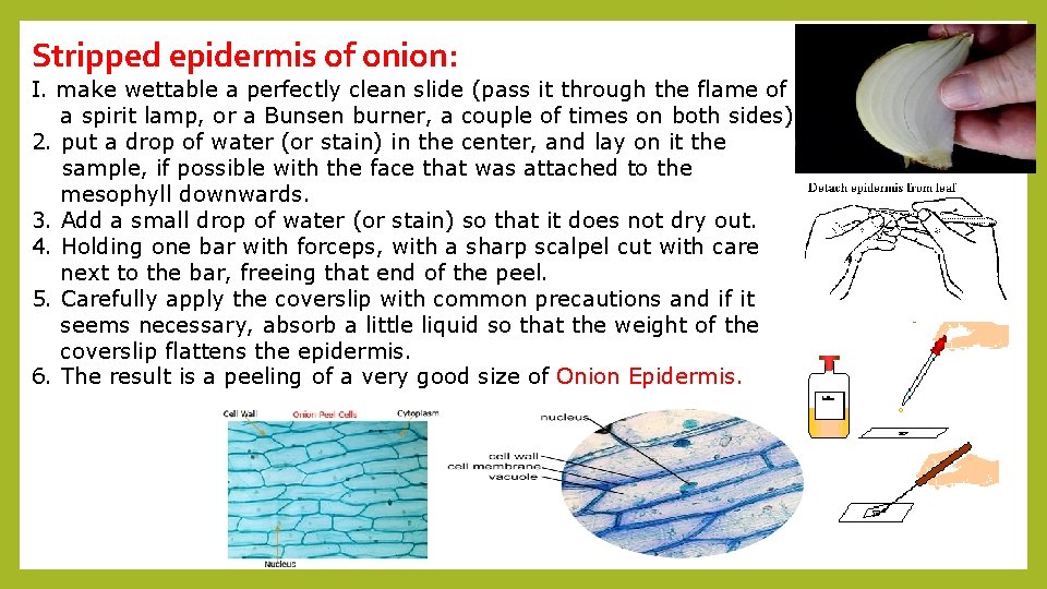 Stripped epidermis of onion: I. make wettable a perfectly clean slide (pass it through