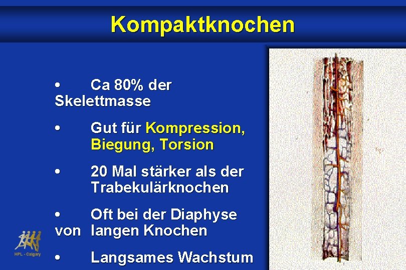 Kompaktknochen • Ca 80% der Skelettmasse • Gut für Kompression, Biegung, Torsion • 20