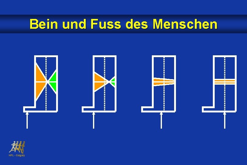 Bein und Fuss des Menschen 