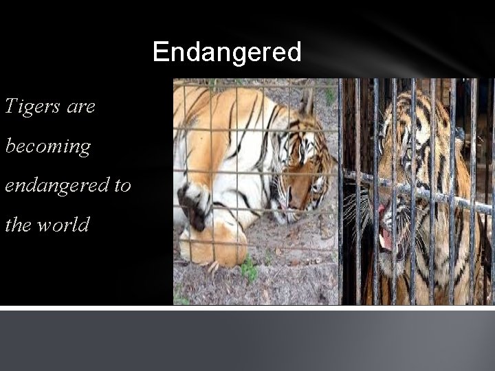 Endangered Tigers are becoming endangered to the world 