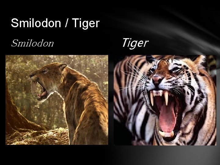 Smilodon / Tiger Smilodon Tiger 